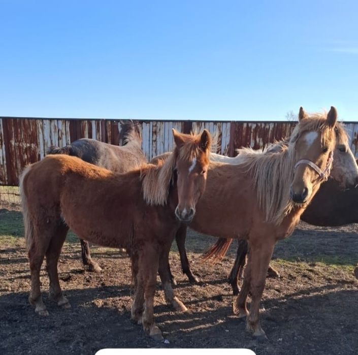 Екі бас ұрғашы байтал мен тай сатылады