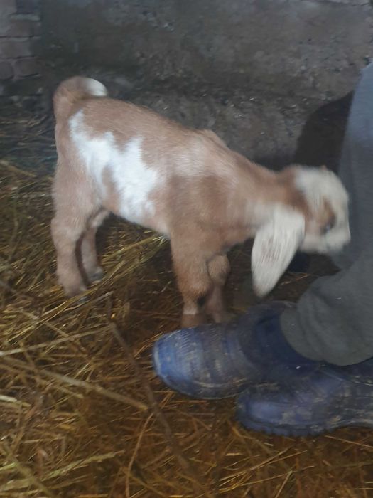 Iezi anglo virsa 2 saptamini