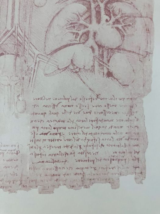 Litografie studiu anatomia inimii Leonardo da Vinci