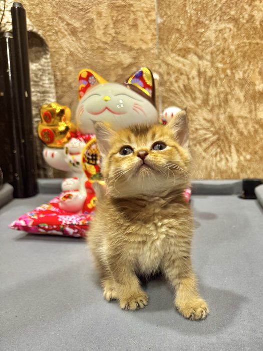 Продается золотая шиншилла