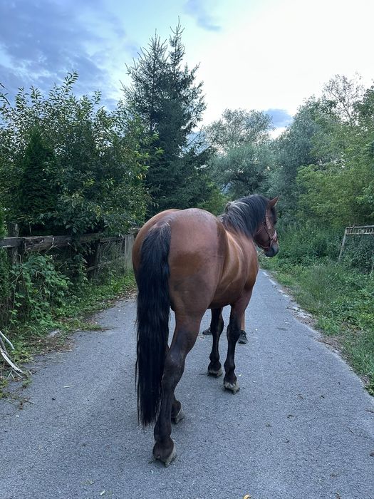 Mânz Semigreu 3Ani învățat la ham