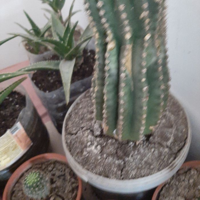 Продажа комнатных растений.