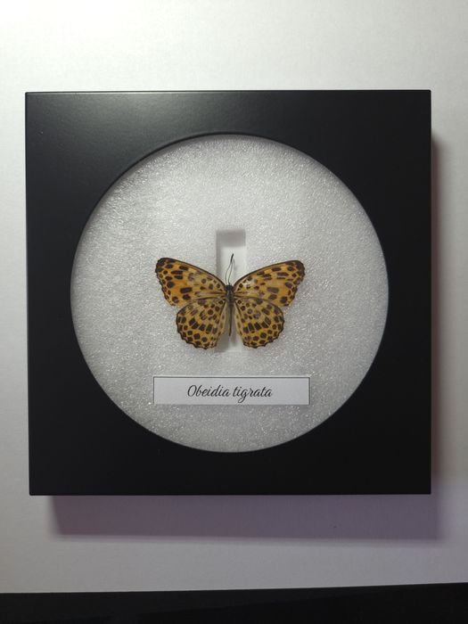 Препарирани пеперуди в рамка