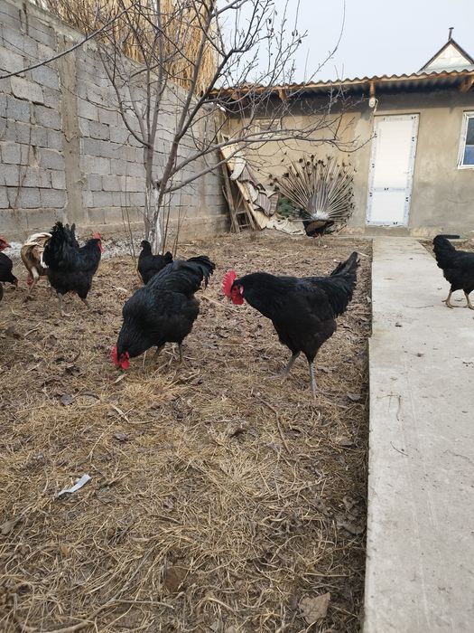 Куры породы черный принц