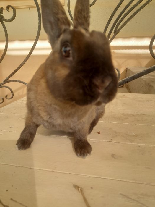 Quyon bolasi 3 oylik