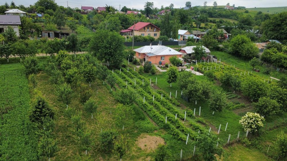 Casă renovată teren 3.200 mp livadă și vie – Comuna Popești sat Obrijeni  jud Iași
