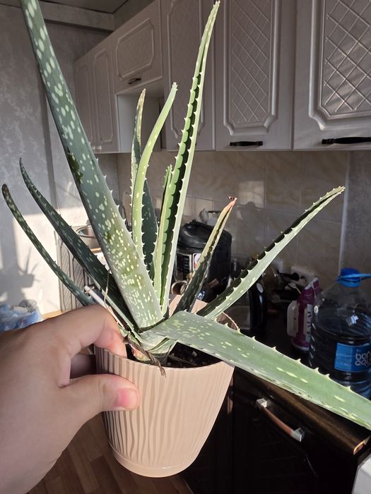 Продам алоэ вера