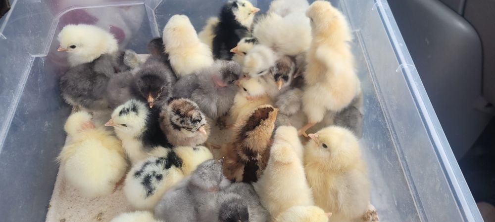 Pui de găină, pui de o zi.