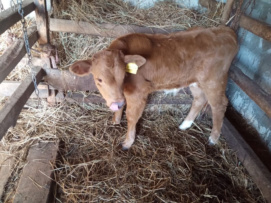 Продам бычка 1 месяц