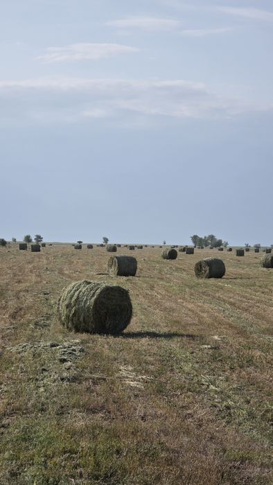 Жонышка Люцерна в рулонах