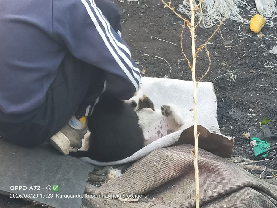 Собачки кузембаева 5