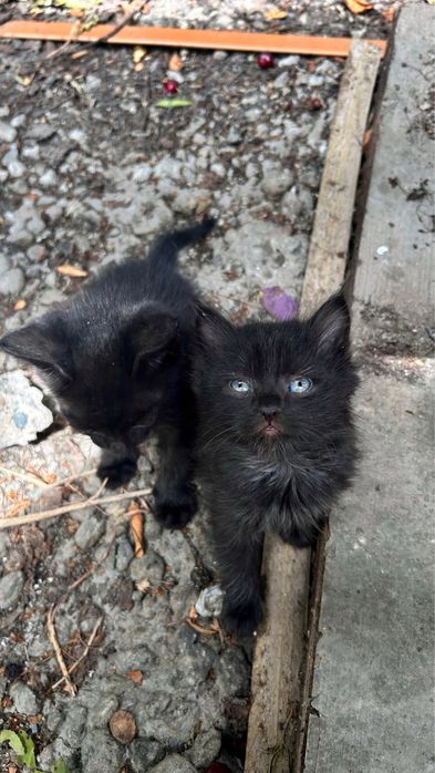 Черные котята ласковые бесплатно