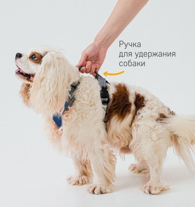 Шлейка для собак анатомическая