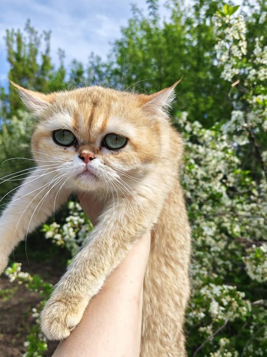 Кошечка золотая шиншилла