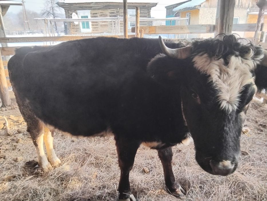 Продам корова с теленком