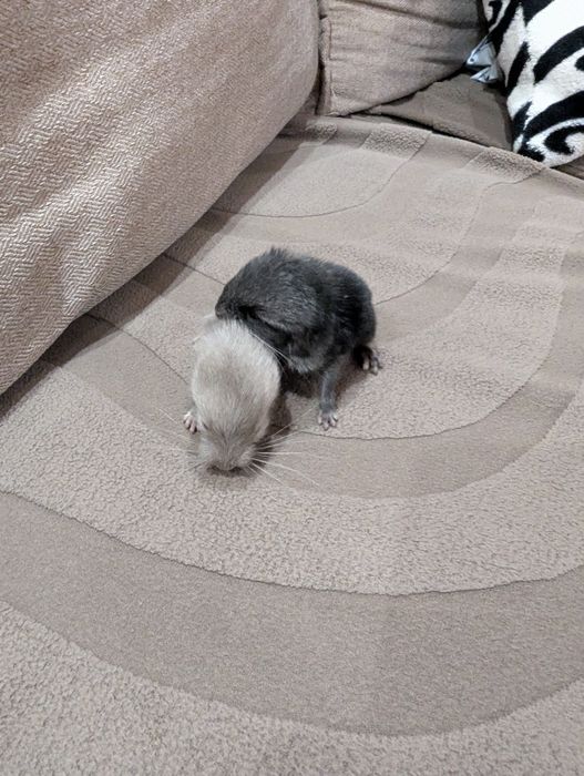 Бронирование . Шиншиллы