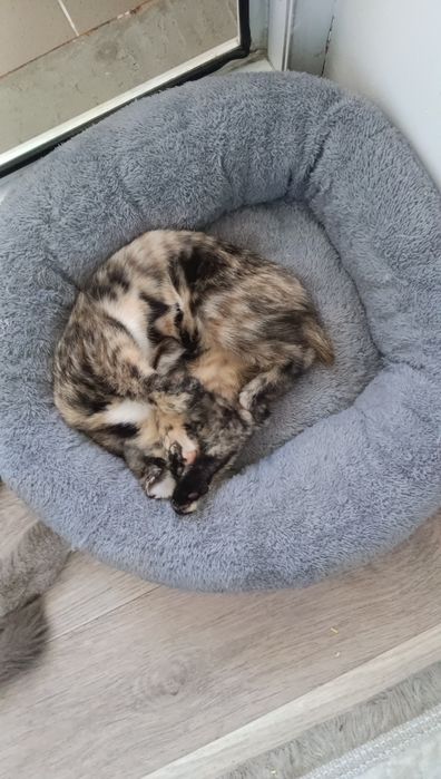 Котята бесплатно