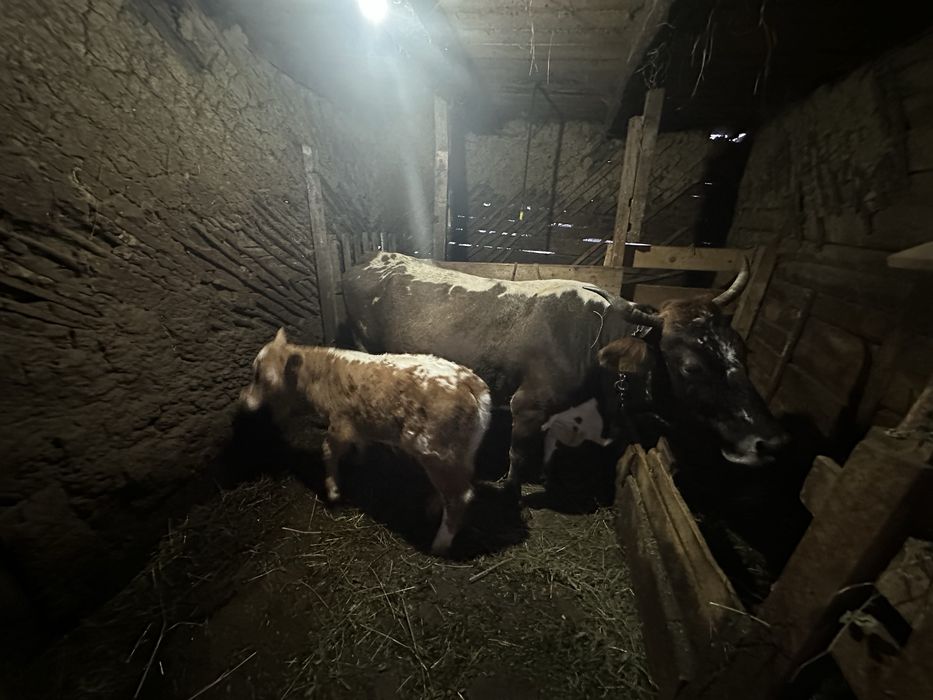 Vaca si vitel de vanzare