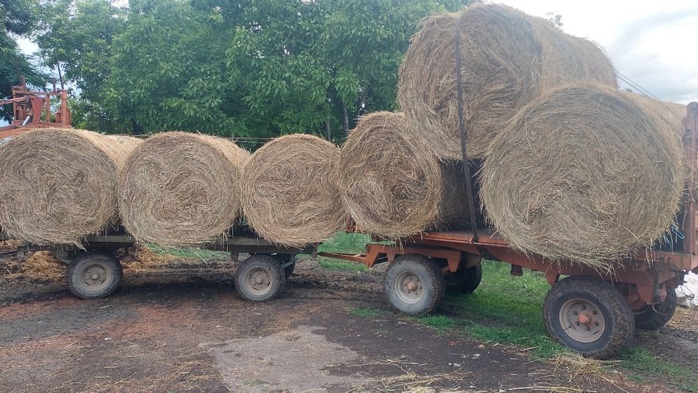 Capre,iezi,țapi rasă pura și metiși,boier,alpin,anglonubian