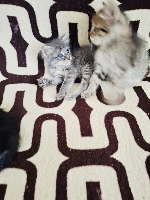 Отдам котят, мальчики 1,5 мес.