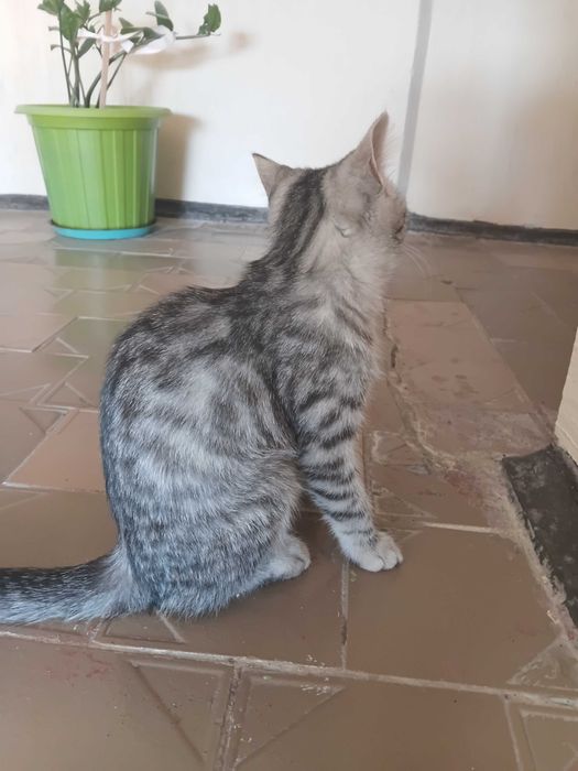 Котенок (девочка)