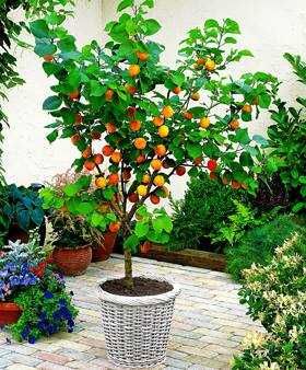 Мини дръвчета – облагородени и студоустойчиви