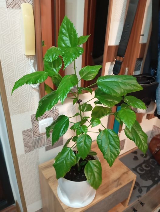 Продам комнатные растения