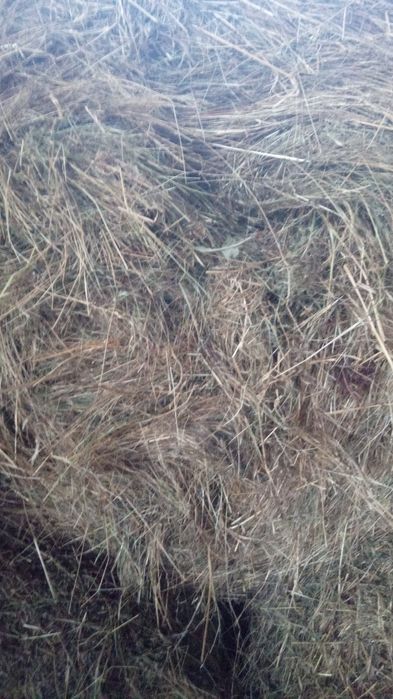 •Baloți din fân calitate de vânzare