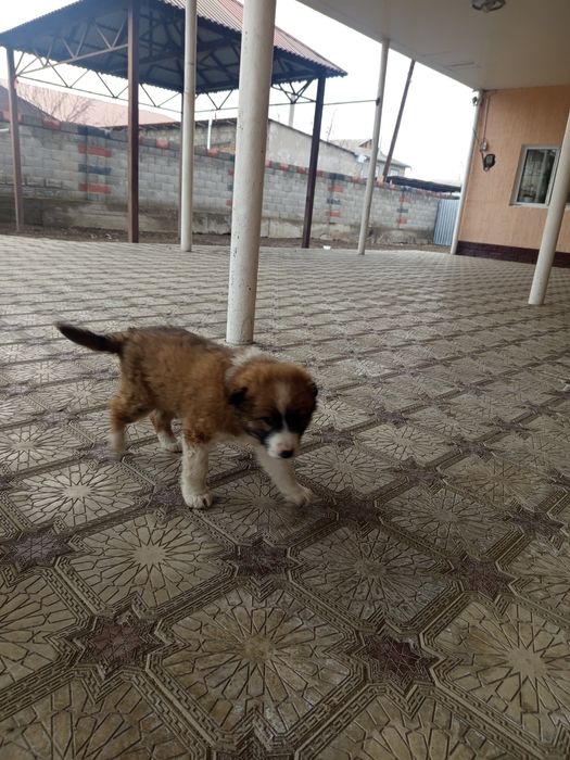 Күшік сатылады 5000ден