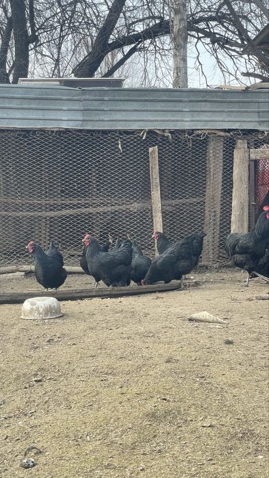 Джерси гигант жумырткасы