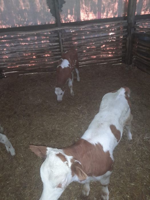 vând 6 viței înțărcați de la 2 la 3 luni jumate