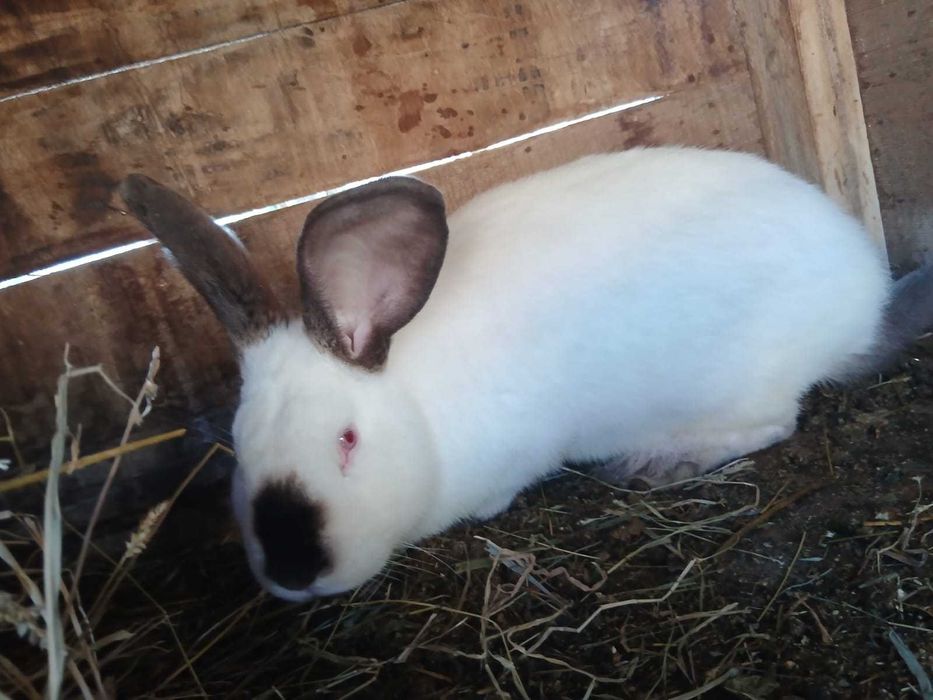 Vand iepuri urias de transilvania