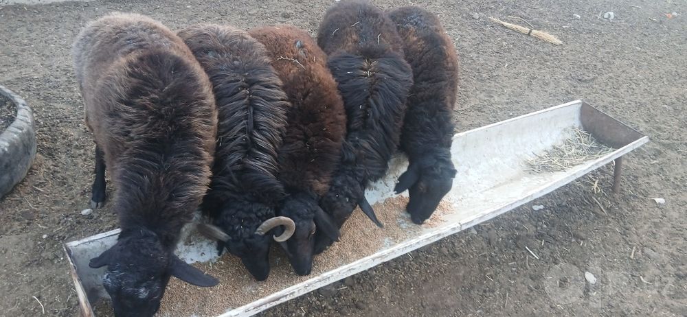 1 yashar quchqorlar sotiladi