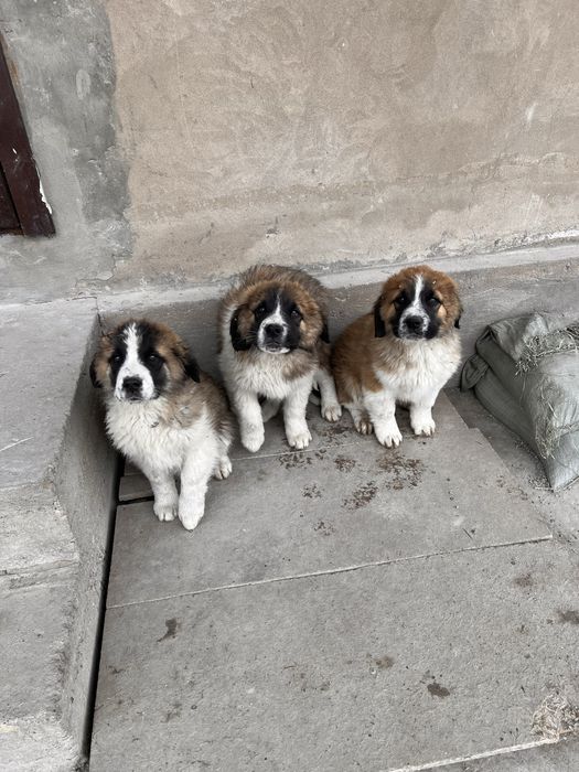 Московская сторожевая щенки