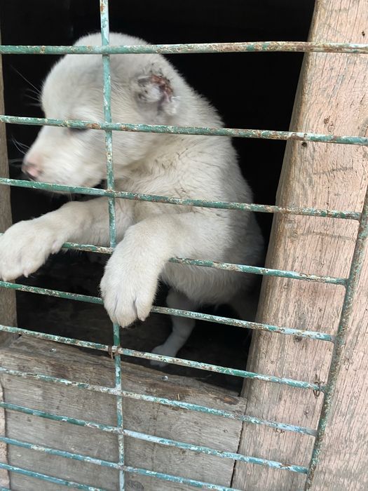 Продается щенок алабай