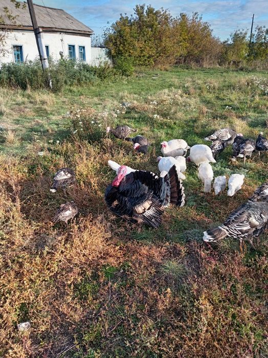 Продам индюков домашних