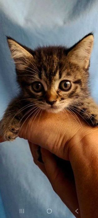 Котята ищут семьи!