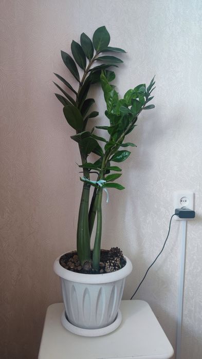 Продам Замиокулькас, долларовое дерево