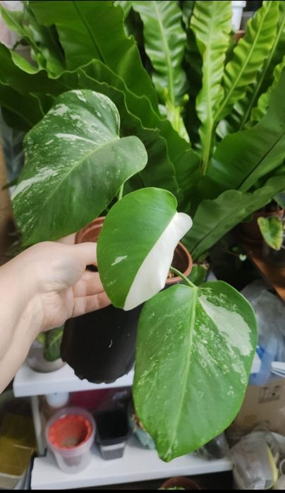 Комнатные растения