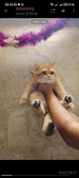 Vyaskaga Britanskiy Zolatistiy shinshila NY 12