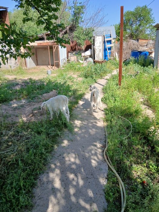 Прадаю козлят зааненские