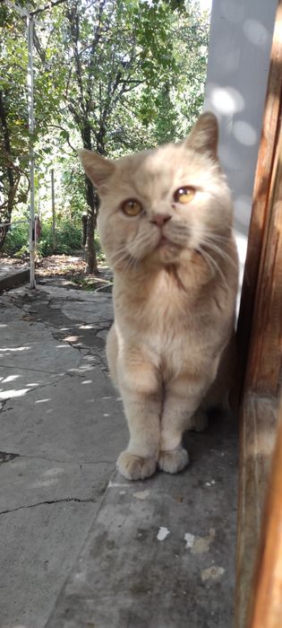 Skottish fold sotiiadi