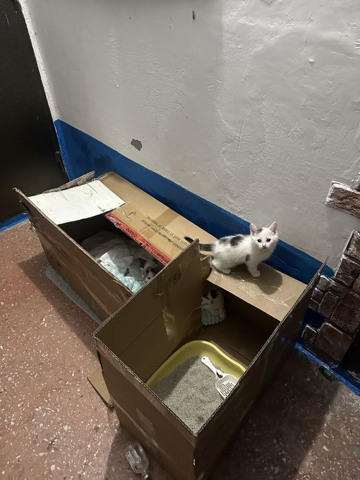 СРОЧНО!! Котята в хорошие руки!