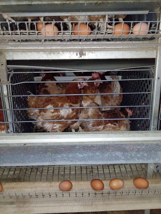 Куры Ломан Браун несушка