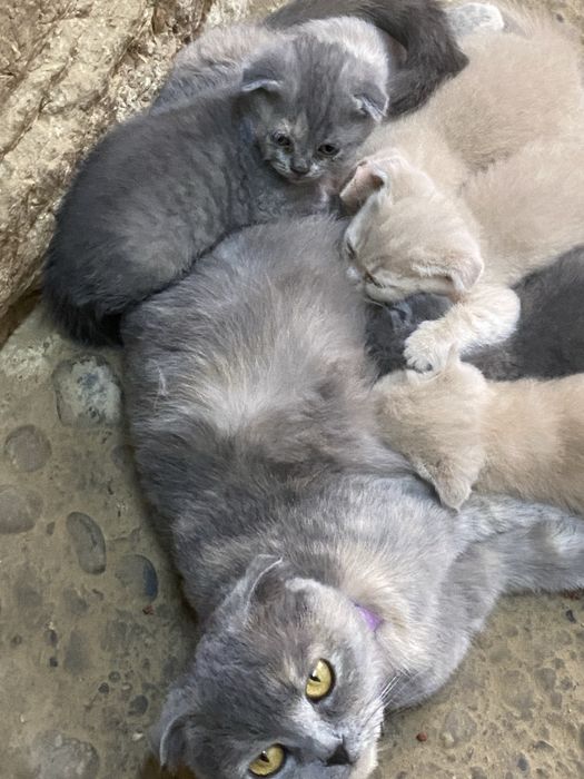 Mushuk scottish fold