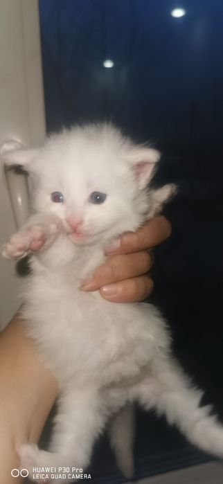 Мейн кун котята продажа