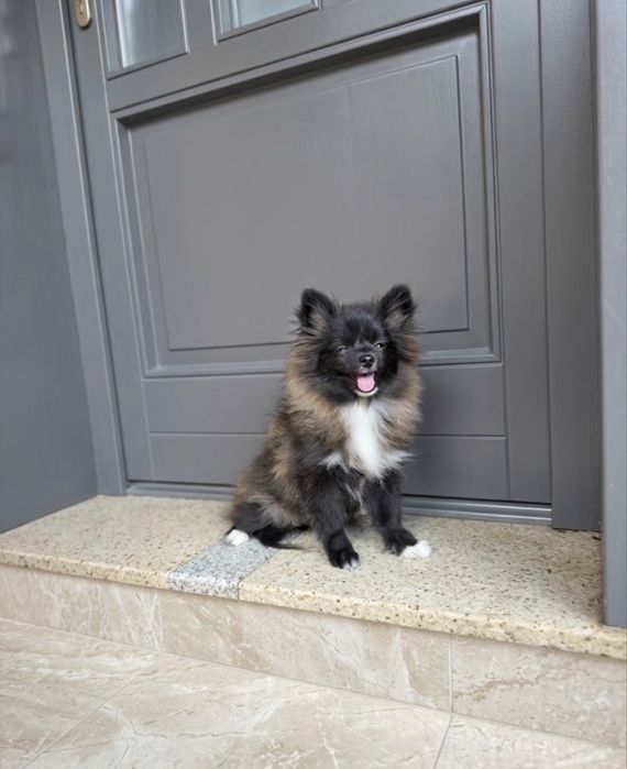 Pomeranian de rasă pură cu Pedigree Type A – Cățelușă 4 Luni