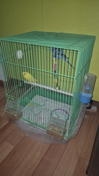 Волнистый папугай