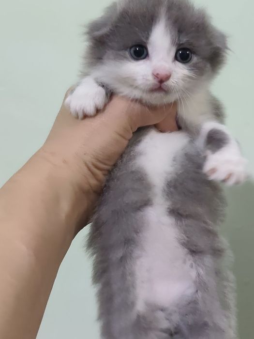Продаются котята