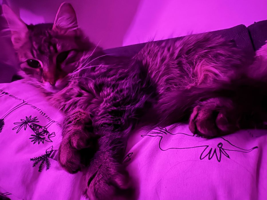 Рошаво момче търси своите Осиновители